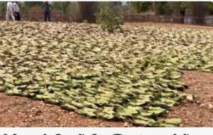 Read more about the article पलामू टाइगर रिजर्व के मतनाग गांव से अवैध बीड़ी पता जब्त