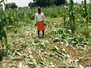 Read more about the article बरियातू में जंगली हाथियों का उत्पात, मक्का की खेती को किया नष्ट