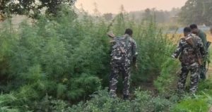 Read more about the article बरियातू पुलिस ने अवैध गांजा की खेती को किया नष्ट