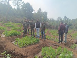 Read more about the article वन भूमि पर अवैध अफीम पोस्ता की खेती को किया गया विनष्ट