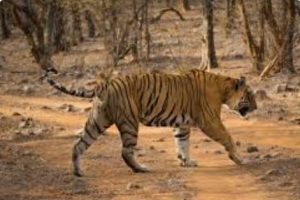 Read more about the article गढ़वा में बाघ की दस्तक से ग्रामीणों में दहशत