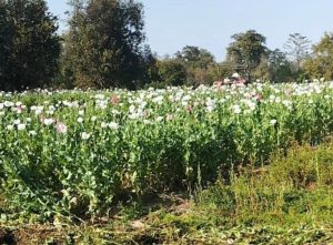 Read more about the article अवैध अफीम की खेती के खिलाफ बड़ी कार्रवाई