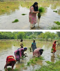 Read more about the article धान रोपाई में उतरीं पलामू की एसपी, गीत गाकर की पूजा-अर्चना