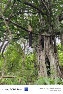 Read more about the article पेड़ से लटकता नर कंकाल बरामद, जांच में जुटी पुलिस