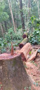 Read more about the article गारू के प्रतिबंधित वन क्षेत्र बहेराखड़ा जंगल से तीन लकड़ी तस्कर गिरफ्तार