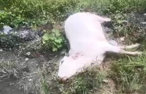 Read more about the article विद्युत प्रवाहित टूटे तार की चपेट में आने से एक गाय की मौत