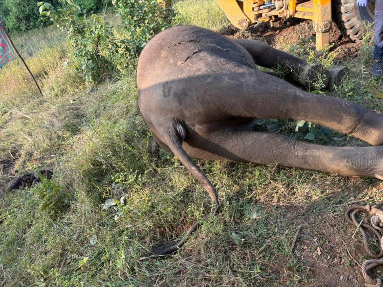 Read more about the article बेतला पार्क इलाके में जंगली हाथी की मौत, जांच में जुटा वन विभाग