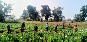 Read more about the article पांकी= लगभग 03 एकड़ में लगे अफीम (पोस्ता) की फसल को  किया गया विनष्ट