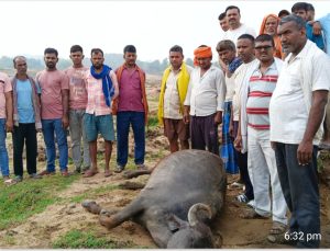 Read more about the article वज्रपात से दुधारू भैंस की मौत, मुआवजे की मांग