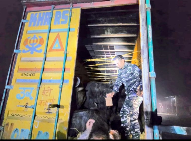 Read more about the article पुलिस अधीक्षक पलामू के निर्देशानुसार पलामू पुलिस की बड़ी कार्रवाई: अवैध पशु तस्करी का पर्दाफाश, 73 भैंस-भैंसा सहित दो कंटेनर जब्त, 06 अभियुक्त गिरफ्तार
